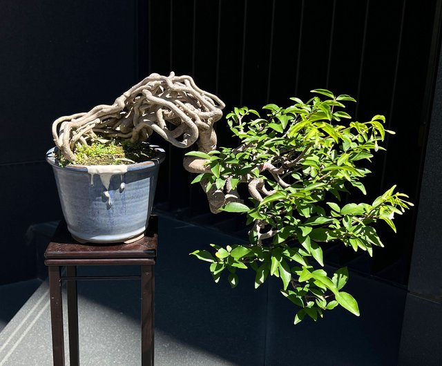 姬香水梅∣小品雙幹盆景樹迎賓展覽級- 設計館mu bonsai 茉莉愛草植物