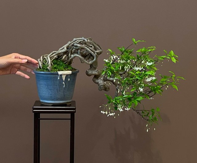 香梅∣中級大崖盆栽歓迎展級 - ショップ mu bonsai 観葉植物