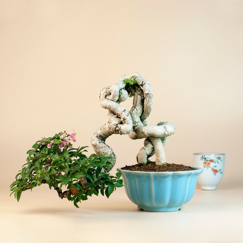 【露根盆景】李氏櫻桃 花果植物 居家擺設 - 盆栽/植栽 - 植物．花 