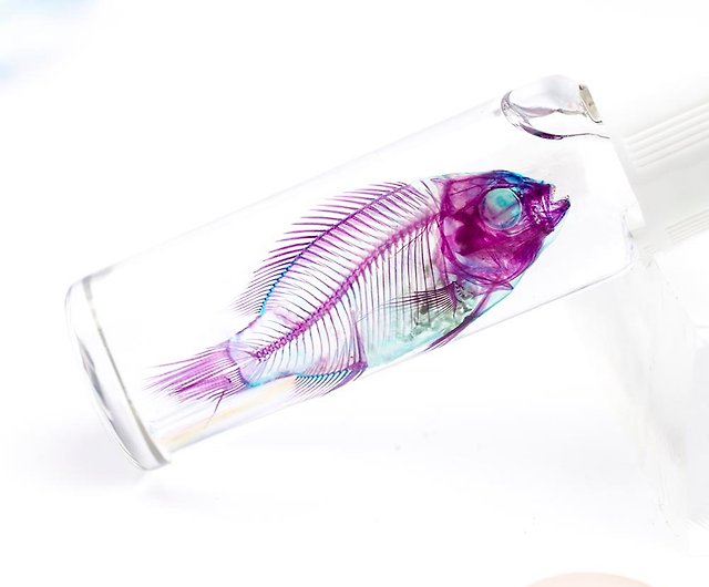 透明標本 魚 - コレクション