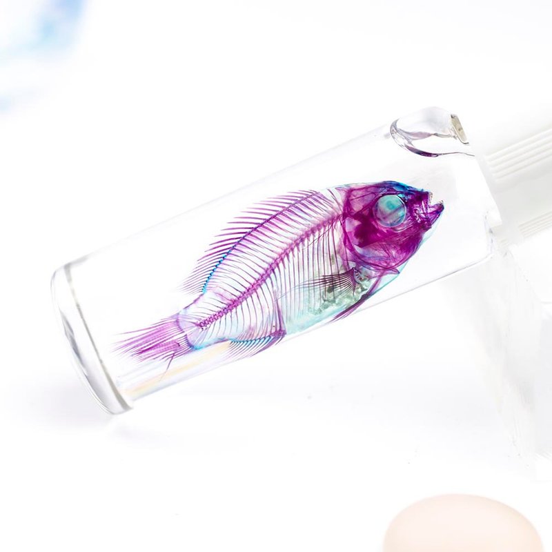 透明標本 吳郭魚 魚類標本 台灣外來種生物 - 擺飾/家飾品 - 玻璃 紅色