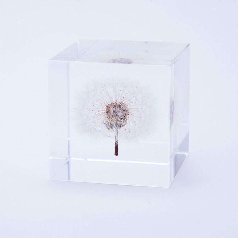 Sola cube dandelion cube_born with the wind - ของวางตกแต่ง - พืช/ดอกไม้ สีใส