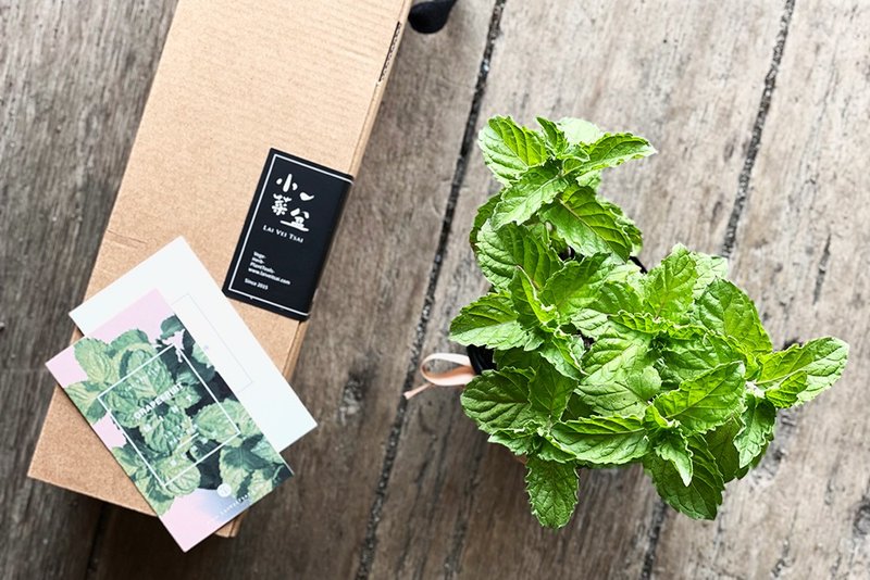 Grapefruit Mint Gift Box - ตกแต่งต้นไม้ - พืช/ดอกไม้ 