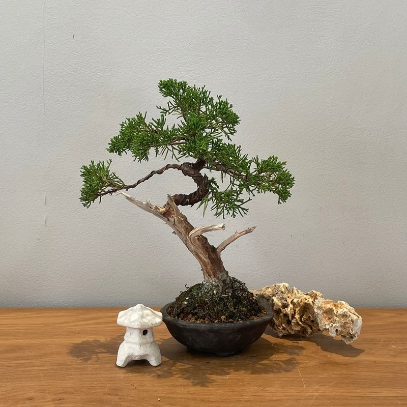 Itoigawa Juniper|  Bonsai Planet - ตกแต่งต้นไม้ - พืช/ดอกไม้ 