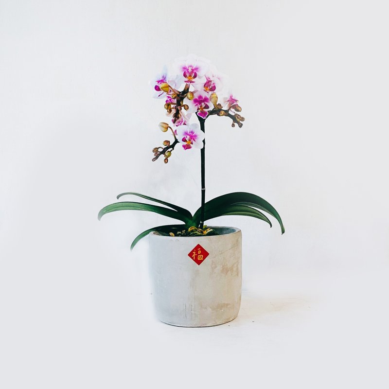 Pot space spring dancer orchid indoor ornamental plant greening flower potted planting Cement pot 4 - Plants - Plants & Flowers 