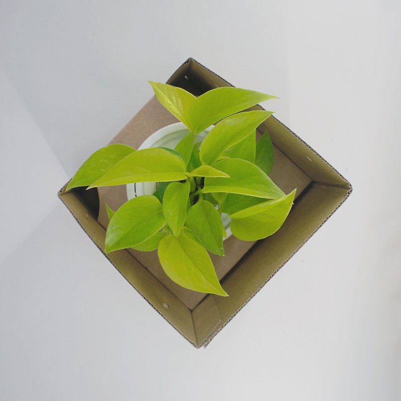 追加購入ガラス、Fangtaoギフトボックス/ Xiliモデルは適用外 - 花瓶・植木鉢 - 寄せ植え・花 