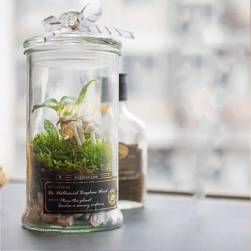 (松菸)打造自己的華德箱/植物生態瓶【成人班】 - 植栽/花藝 - 植物．花 