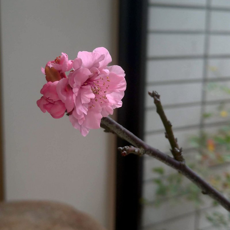 美人梅∣紅葉狩梅 梅花中品盆栽 - 植物/盆栽/盆景 - 陶 