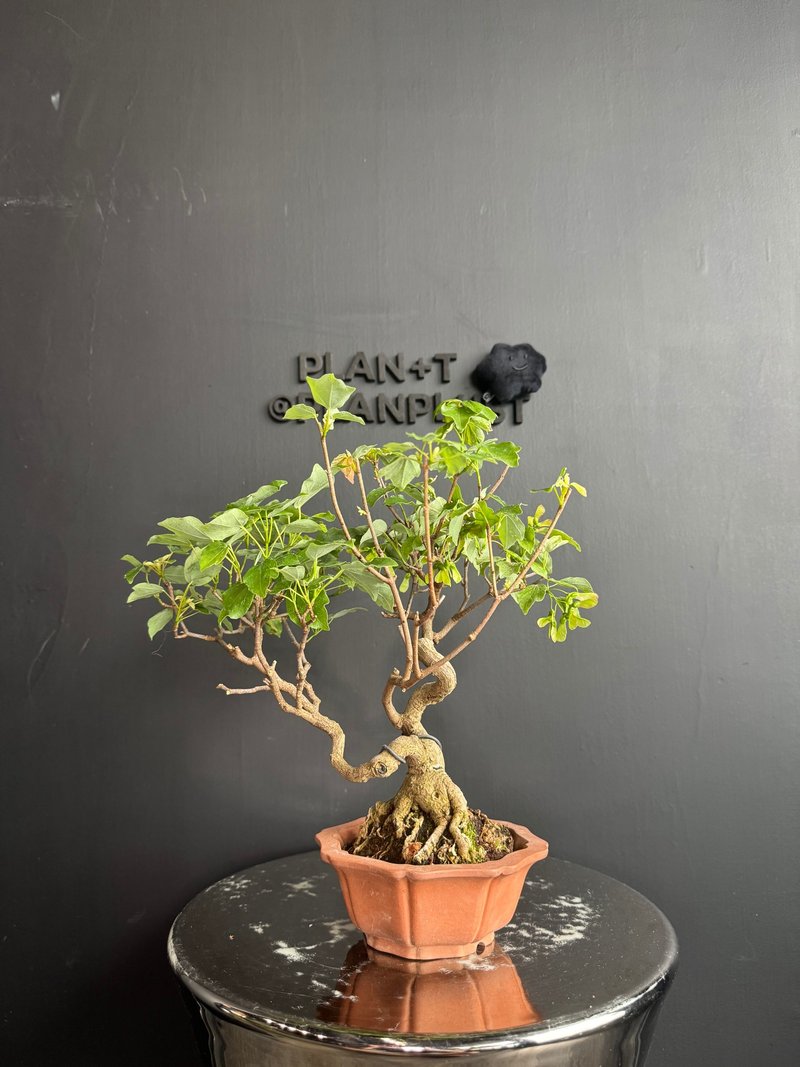 預購日本宮様楓Miyasama Kaede - 植栽/盆栽 - 植物．花 綠色