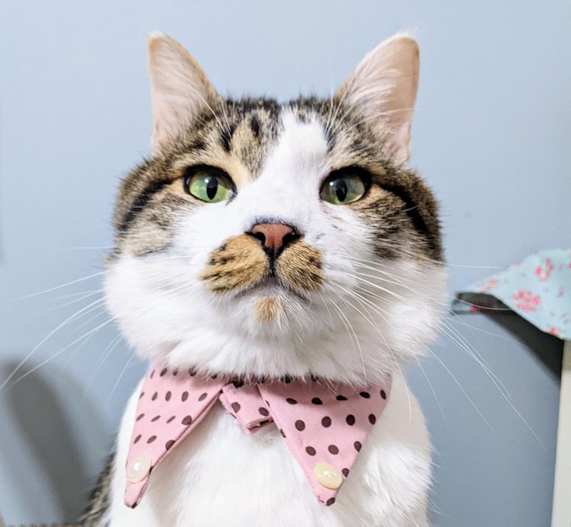 猫用襟付きシャツ風首輪　bib  首輪　猫の洋服 - 寵物衣服 - 棉．麻 粉紅色