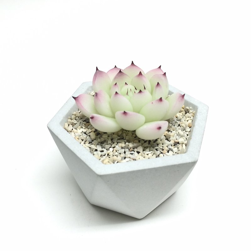 Biomimetic clay succulents Sedum family Momotaro - Items for Display - Clay 