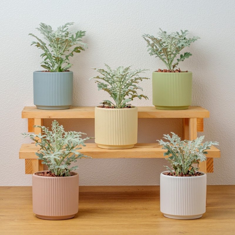 銀葉菊植物  莫蘭迪色系直紋陶盆  室內植物 觀葉植物 禮物 盆栽 - 盆栽/植栽 - 瓷 銀色
