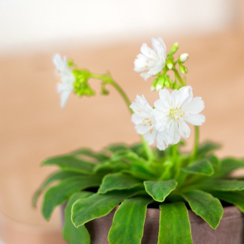 【岩石上的花火】白花露薇花 | 多肉盆栽 | 居家 | 辦公室 - 盆栽/植栽 - 植物．花 白色