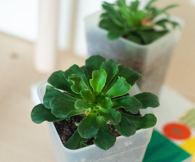 岩の上の花火 白い花ルウェイフラワー 多肉植物 ホーム オフィス ショップ Was Floral 観葉植物 Pinkoi