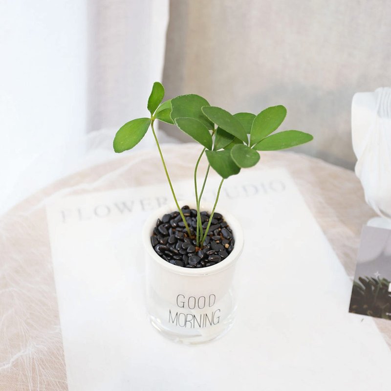 PD178 Lucky Tree water-absorbing potted plant/indoor plant - ตกแต่งต้นไม้ - พืช/ดอกไม้ 