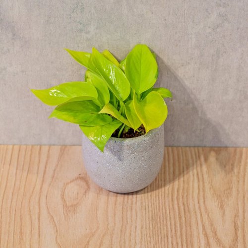 巧繪網植物館 陽光葛 桌上型水泥盆栽 觀葉植物 禮物 盆栽 交換禮物 植物