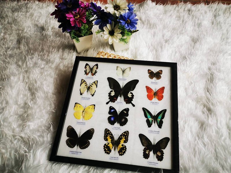 Mix Butterfly Insect Taxidermy Entomology Frame Display Home Decor - 牆貼/牆身裝飾 - 壓克力 