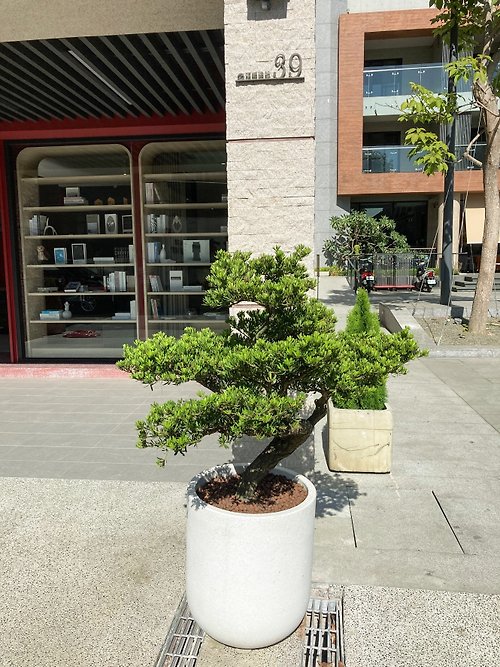 菩提園藝 【商業空間綠化設計】咖啡廳室內外植栽 | 中式古典風格