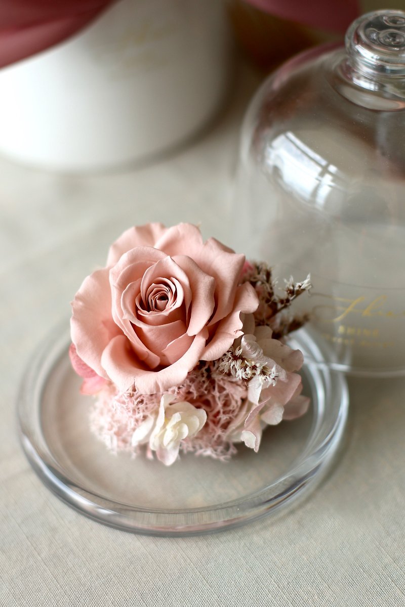 粉不凋花玫瑰玻璃盅罩 - 乾燥花/永生花 - 植物．花 粉紅色