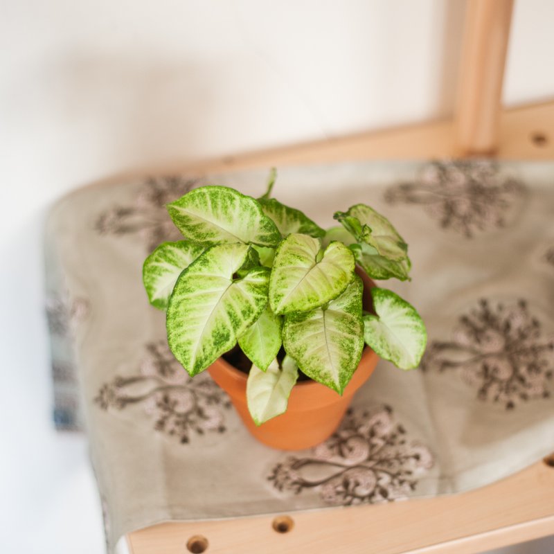 【居家植栽】綠精靈合果芋 | 耐陰植栽 | 辦公室盆栽 - 盆栽/植栽 - 植物．花 綠色