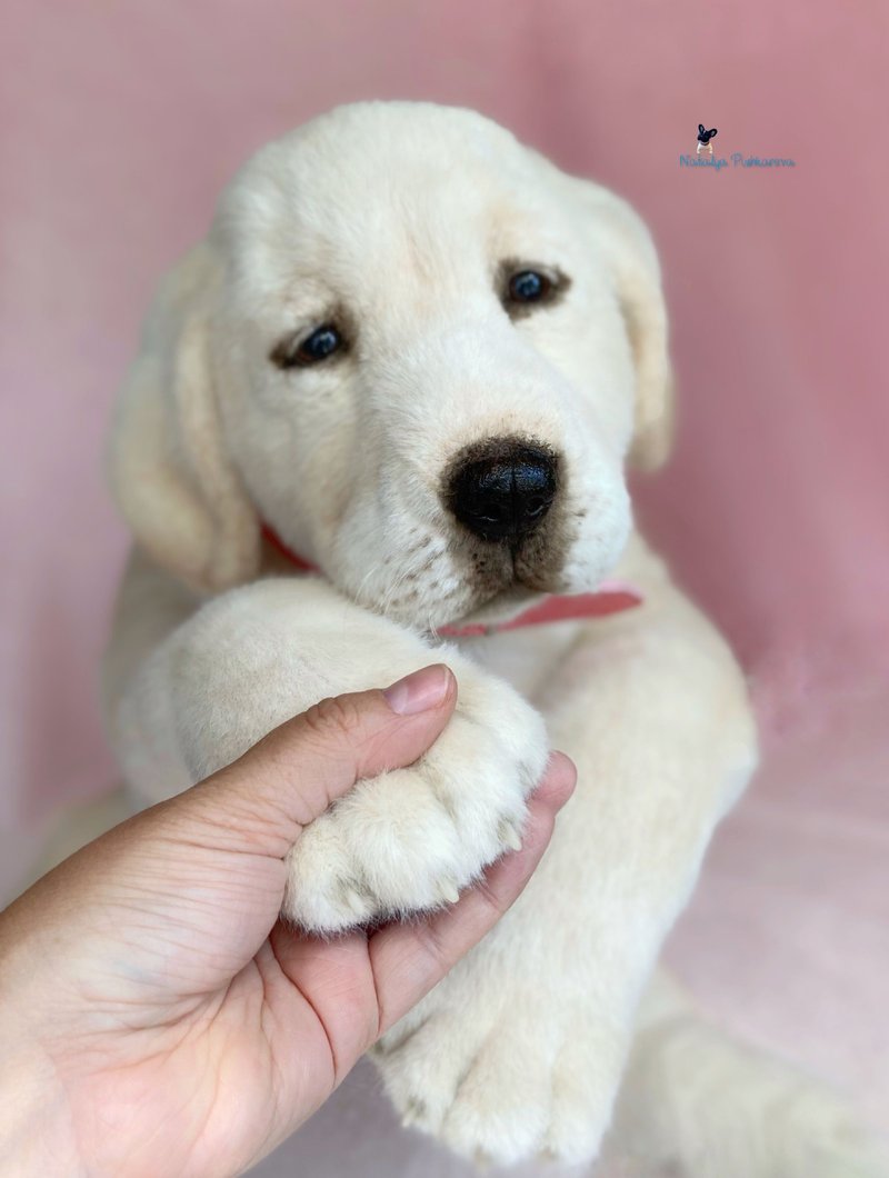 Labrador dog pet portrait, realistic toy, plush toy - ตุ๊กตา - เส้นใยสังเคราะห์ ขาว