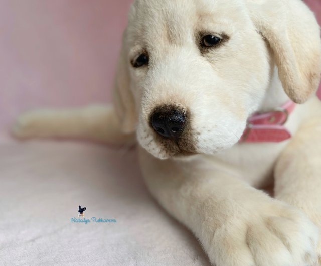 Labrador dog pet portrait, realistic toy, plush toy - Shop