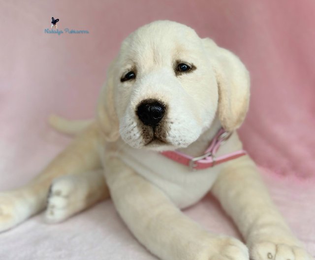 Toy labrador 2024