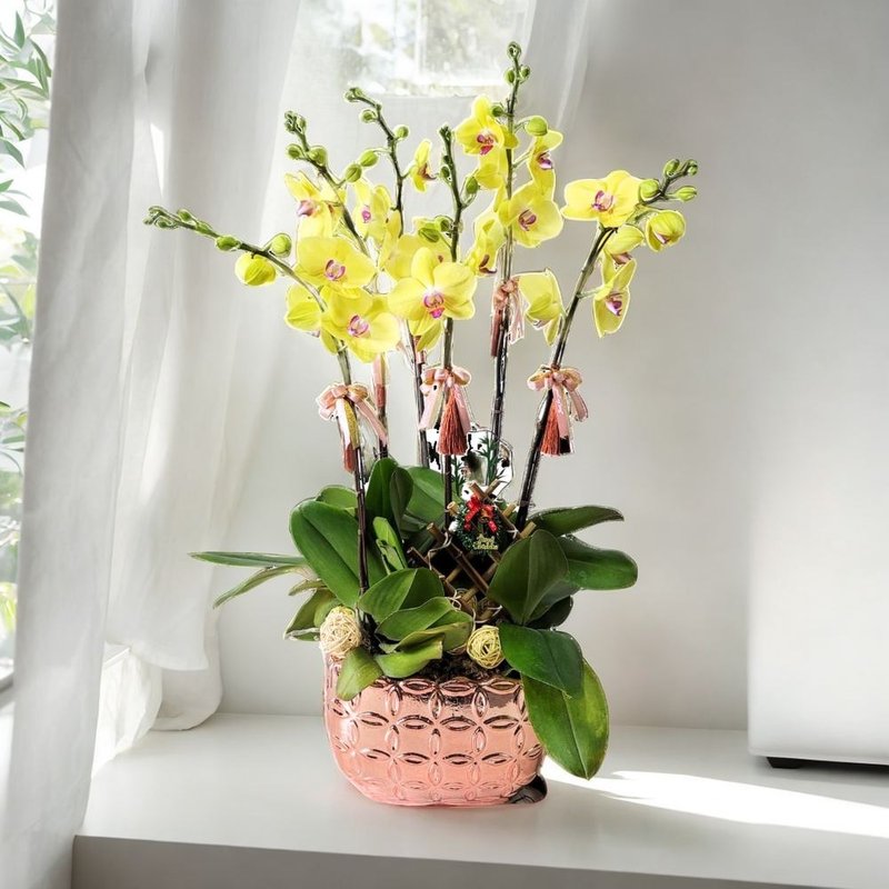 大花蝴蝶蘭6棵 GF00284 - 盆栽/植栽 - 植物．花 