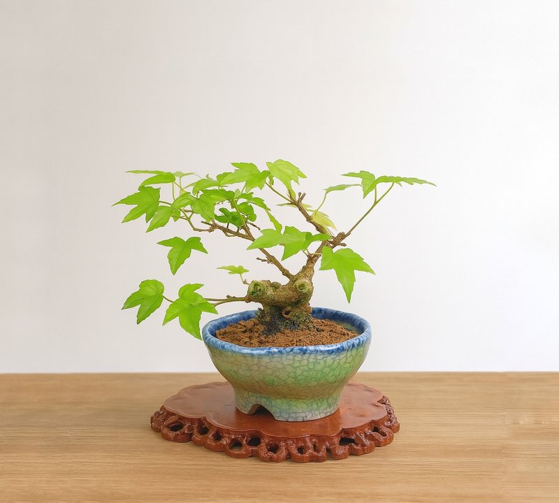 小品盆栽・日本宮樣楓・ミヤサマカエデ - 盆栽/植栽 - 植物．花 