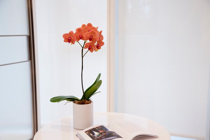 [Orchid Potted Plant] Citrus Phalaenopsis Potted Plant (Small) Opening Gift for Promotion and Housewarming Opening Potted Plant - Plants - Plants & Flowers Orange