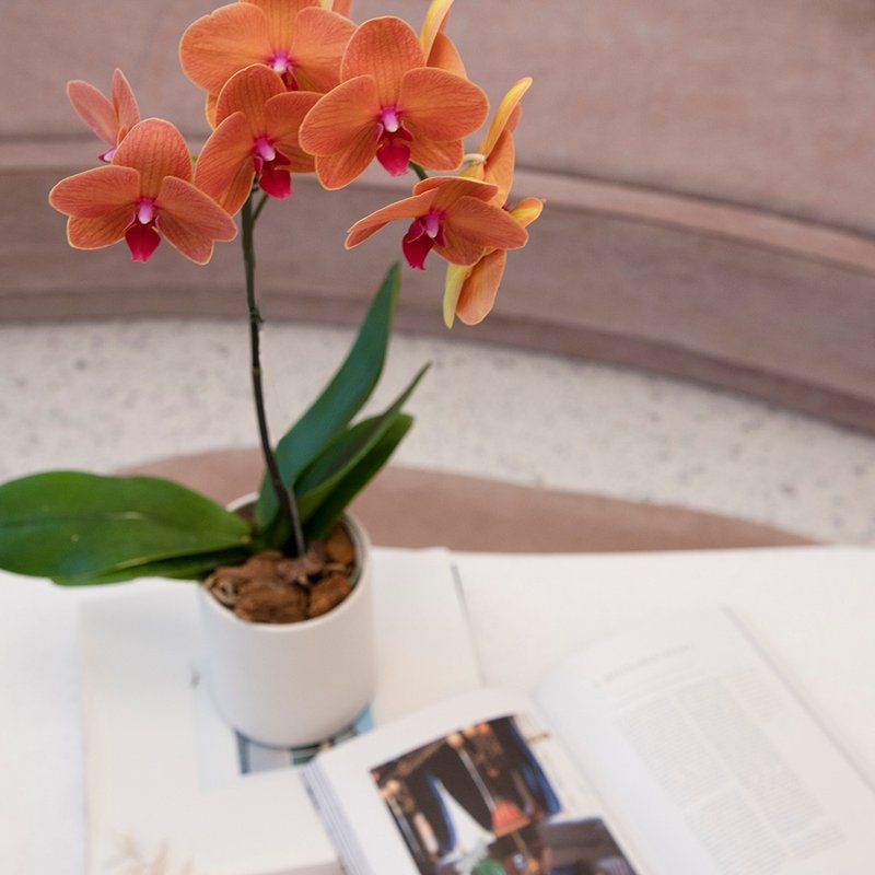 [Orchid Potted Plant] Citrus Phalaenopsis Potted Plant (Small) Opening Gift for Promotion and Housewarming Opening Potted Plant - Plants - Plants & Flowers Orange