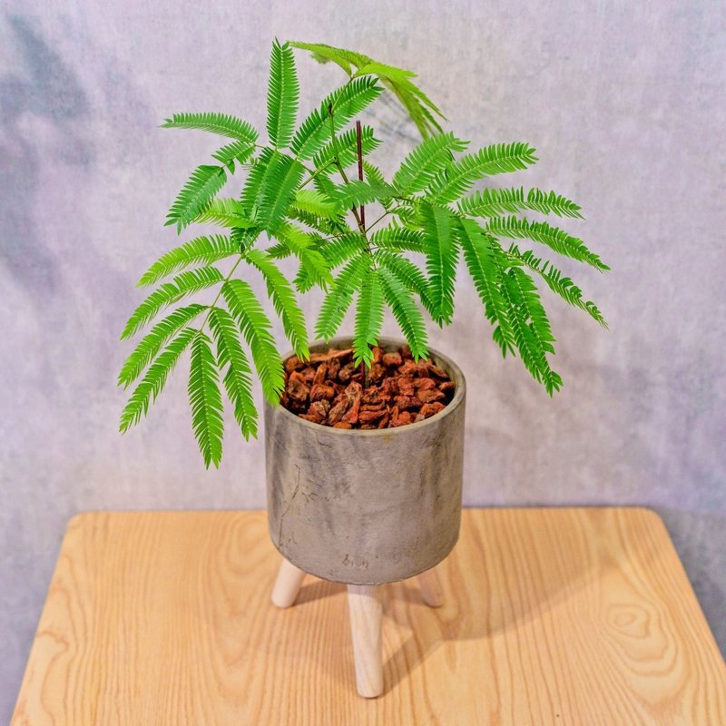 小豆樹 水泥盆栽 落地盆栽 小高木腳水泥盆栽 開幕送禮 喬遷禮物 - 盆栽/植栽 - 植物．花 