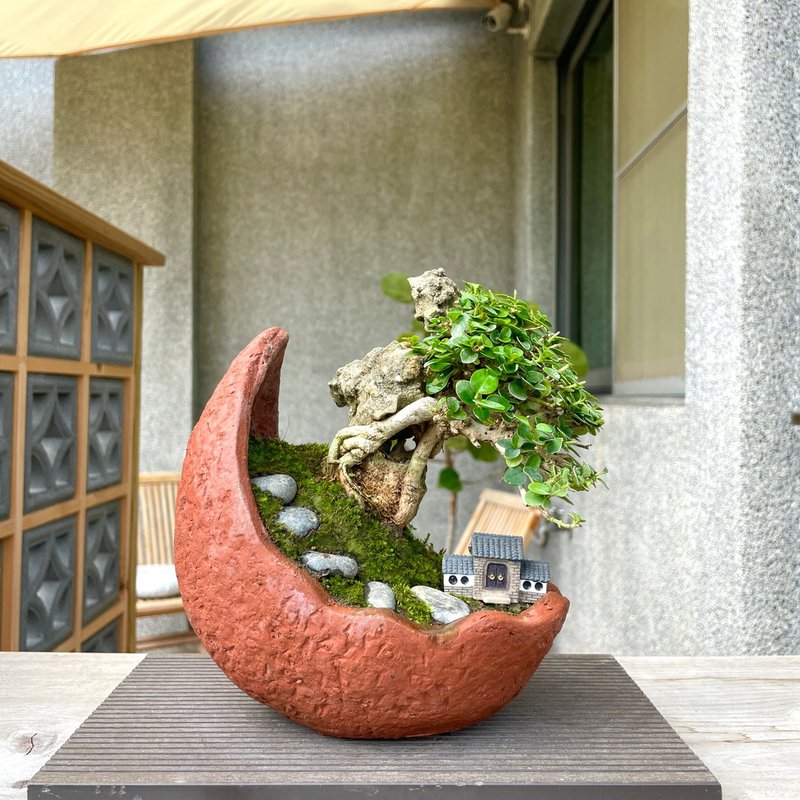 小品盆栽-壽娘子 附石組合盆景 送禮 - 植栽/盆栽 - 植物．花 