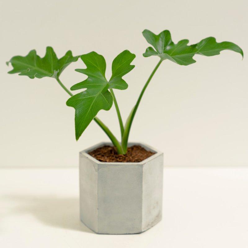 小天使蔓綠絨│泥作系列│福所栽 - 植栽/盆栽 - 水泥 綠色