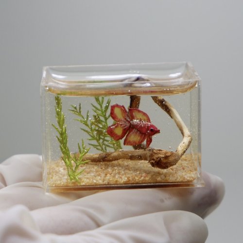 Animomal Aquatic Craft Miniature clay double tail betta in the tank