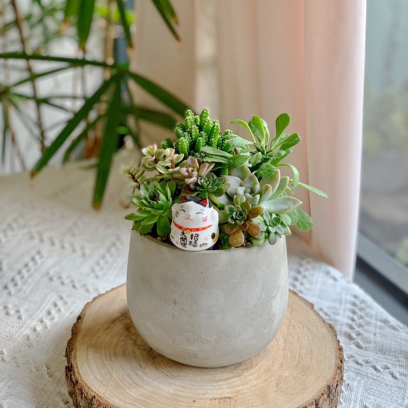 -Opening Gift-Concrete Succulent Basin - Medium Round Belly Style. - Plants - Plants & Flowers Green