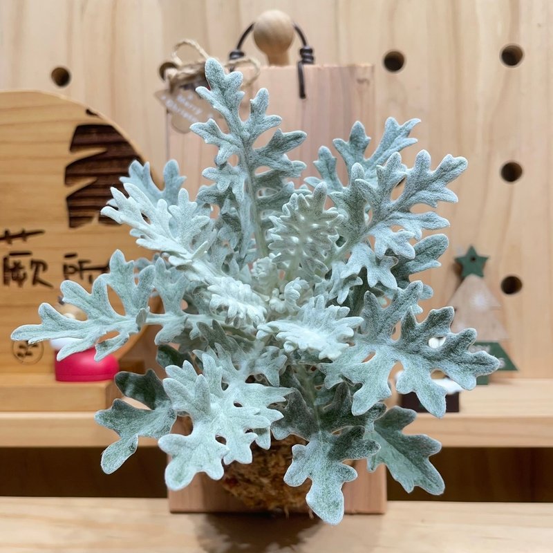 【植蕨所在】 銀葉菊 上板植物 手工製作 觀葉植物 居家擺設 聖誕 - 盆栽/植栽 - 植物．花 