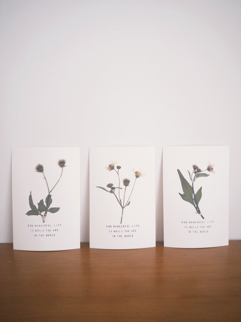 The Far Afield Hong Kong Wildflower Postcard - Bidens Alba - Cards & Postcards - Paper White