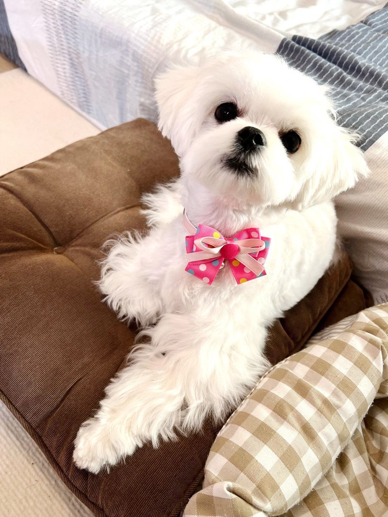 貓咪狗狗兔子鴨子-小型(P-S)-三角巾領巾項圈 貓咪安全扣 點點 - 項圈/牽繩 - 其他材質 多色