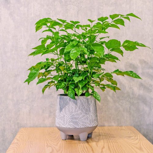 巧繪網植物館 旺旺樹 發財樹 大樹葉紋 水泥盆栽 桌上盆栽 開幕送禮 喬遷禮物
