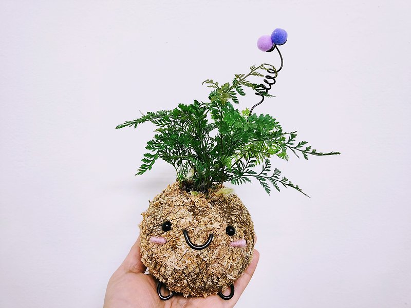 Japanese creative moss balls│rabbit's foot fern│home decoration│indoor plants - Plants - Plants & Flowers Green