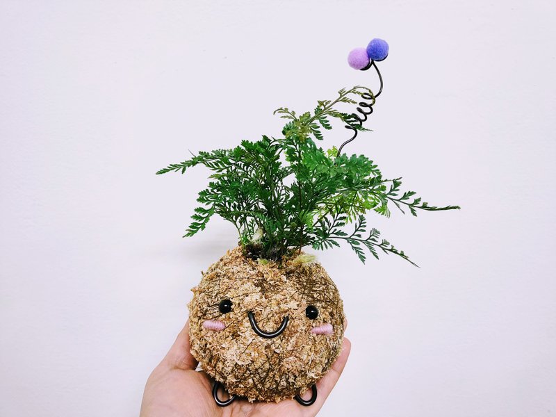 創意苔球│兔腳蕨│室內植物│窗邊植物│觀葉植物 - 盆栽/植栽 - 植物．花 綠色