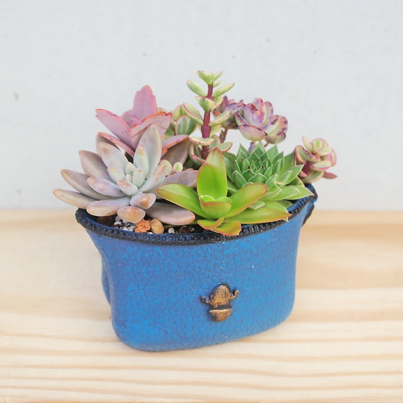 Peas succulents and small groceries - Poli cute bag series planting group - Plants - Plants & Flowers 