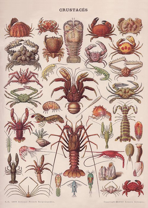 Reborn Antique 古董雜貨鋪 本館獨立印製海報 法國1860年古董百科圖鑑海報 龍蝦蟹類
