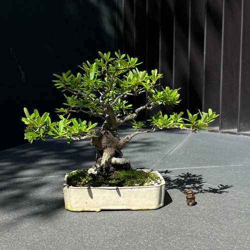 mu bonsai 翠庭 紅果狀元紅∣小品盆景 貴風盆栽