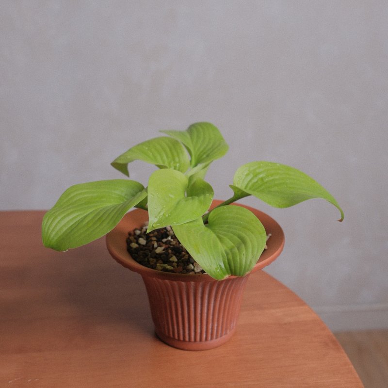 玉簪/耐陰植物 - 植栽/盆栽 - 植物．花 