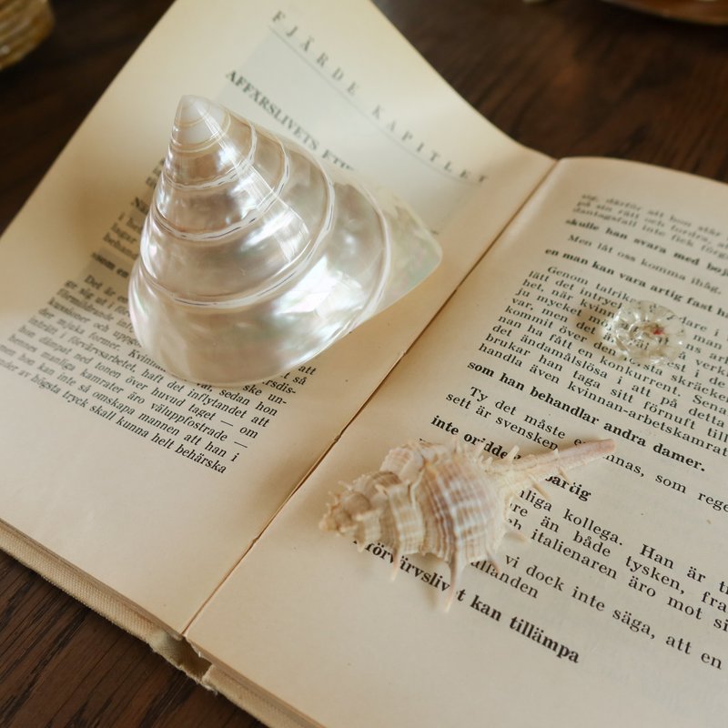 Conch-shaped mother-of-pearl object - ของวางตกแต่ง - เปลือกหอย ขาว