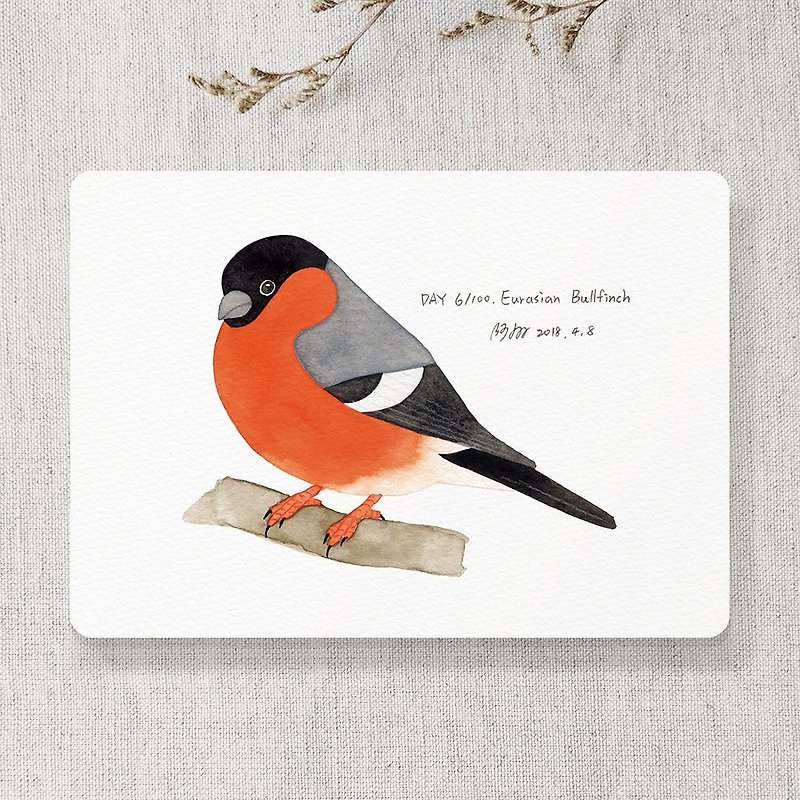 Bullfinch postcard - Cards & Postcards - Paper Red