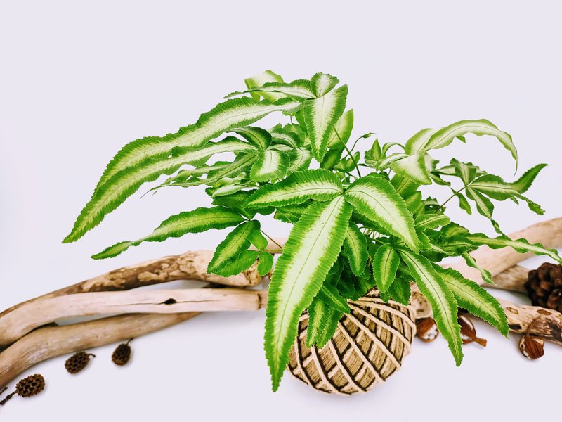 白玉鳳尾蕨苔球│板植│室內植物│窗邊植物│觀葉植物 - 盆栽/植栽 - 植物．花 綠色
