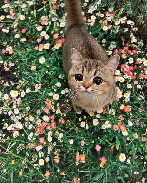 PLUFFYARCHIVE 草原ラグ ☆PLUFFYARCHIVE☆ Flower garden Land scape rug ラグ (L